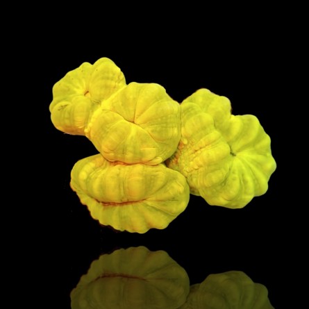 Caulastrea Ultra Green