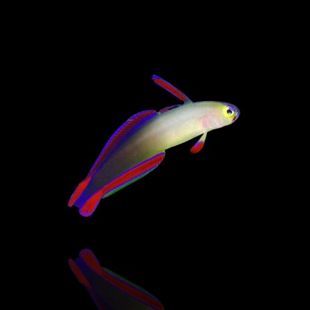 Nemateleotris Decora - Purple Firefish