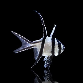 Pterapogon Kauderni - Cardinalfish