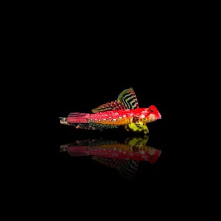 Synchiropus Sycorax - Ruby Red Dragonet