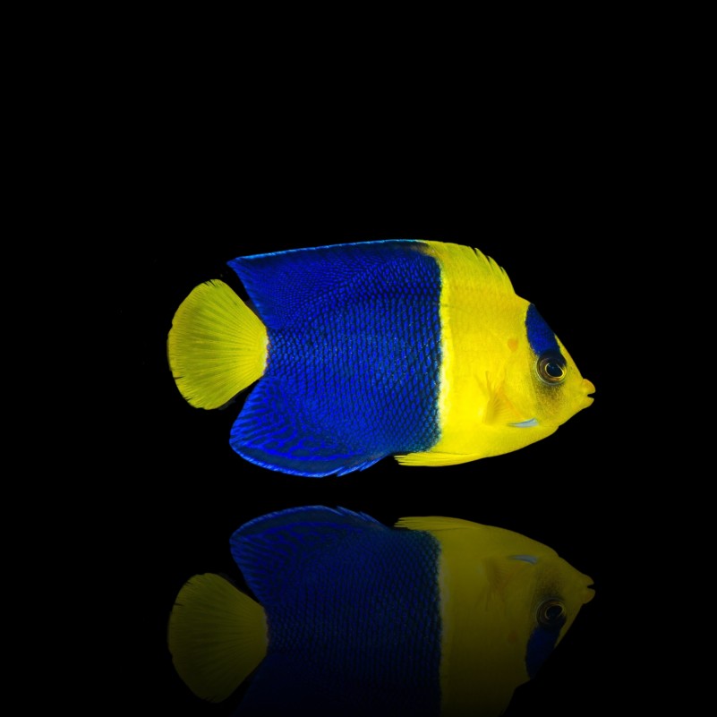 Centropyge Bicolor - Bicolor Angelfish
