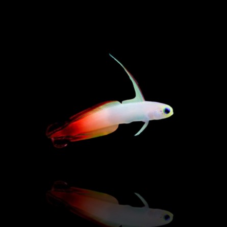 Nemateleotris Magnifica - Firefish