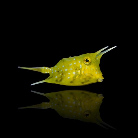 Lactoria Cornuta - Longhorn Cowfish