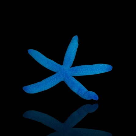Linckia Laevigata - Blue Linckia Sea Star