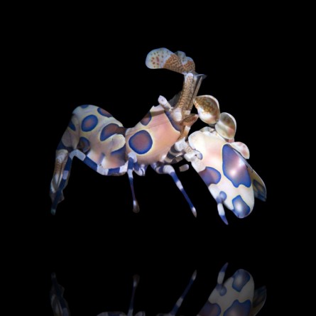 Hymenocera Elegans/picta - Harlequin Shrimp