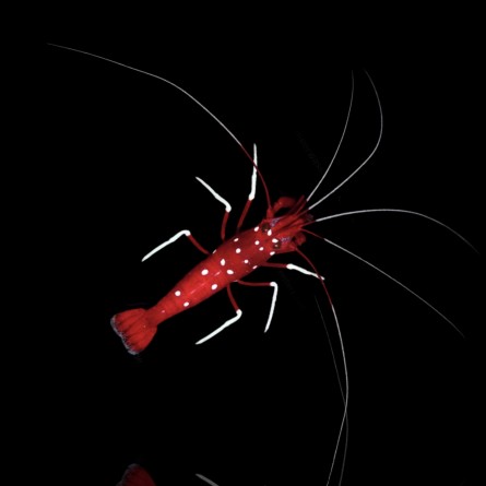 Lysmata Debelius - Blood Red Fire Shrimp