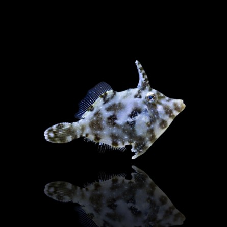 Acreichthys Tomentosus - Aiptasia Eating Filefish (S)