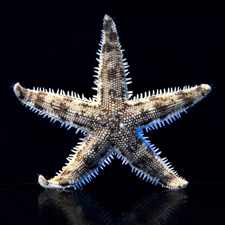 Archaster Typicus - Sand Sifting Sea Star