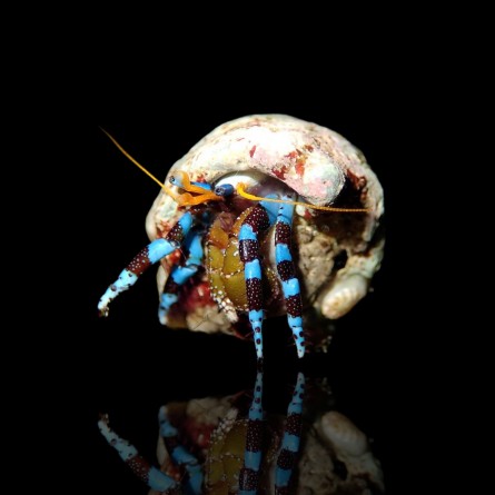 Calcinus Elegans - Electric Blue Hermit Crab