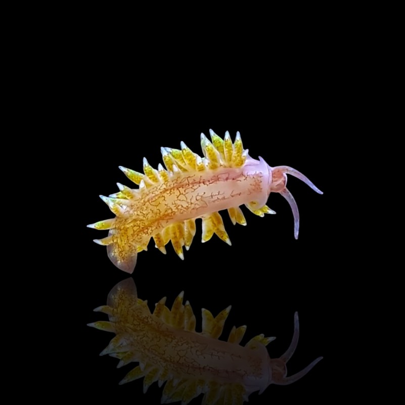 Berghia Nudibranch (aiptasia)