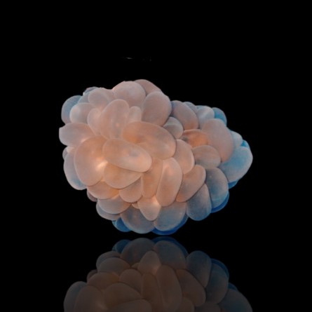 Plerogyra Sinuosa - Bubble Coral