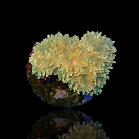 Physogyra Lichtensteinii - Pearl Bubble Coral