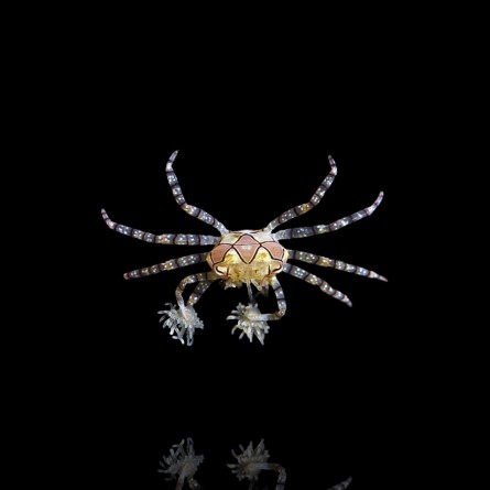 Lybia Tessellata - Pom Pom Crab