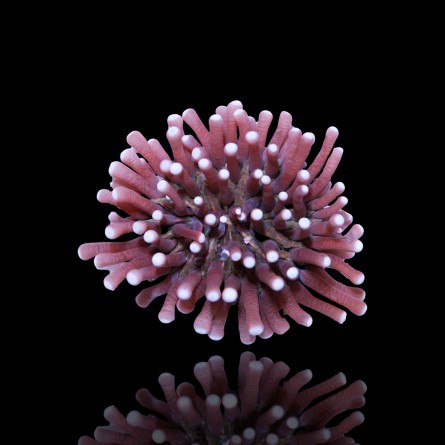 Heliofungia Actiniformis sp - Long Tentacle Plate Coral