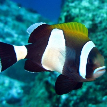 Amphiprion Latezonatus - Wide-Band Anemonefish