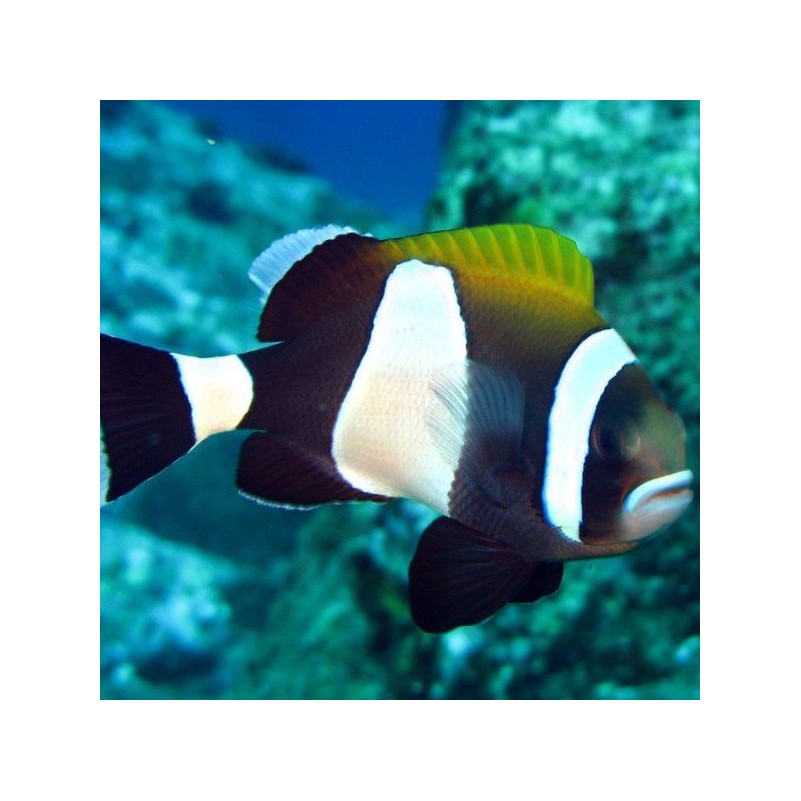 Amphiprion Latezonatus - Wide-Band Anemonefish