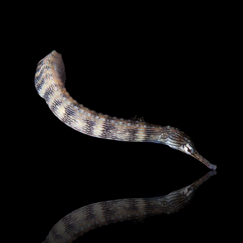 Corythoichthys Intestinalis - Dragonface Pipefish
