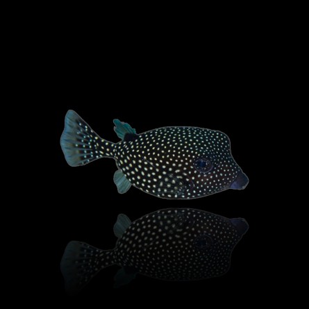 Ostracion Meleagris - Boxfish M (female)