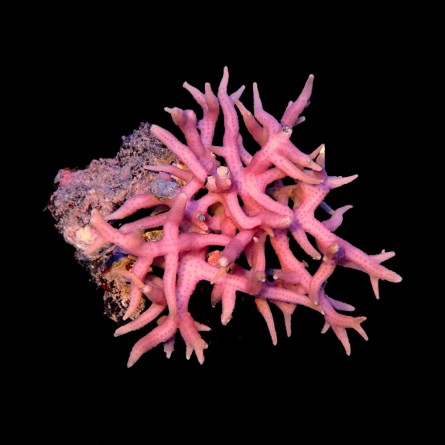 Seriatopora Hystrix Pink - Birdnest Coral