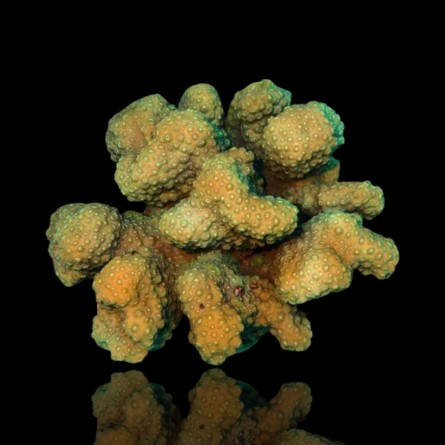 Pocillopora Spp Green M-size