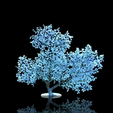 Acalycigorgia sp. - Blueberry Gorgonian
