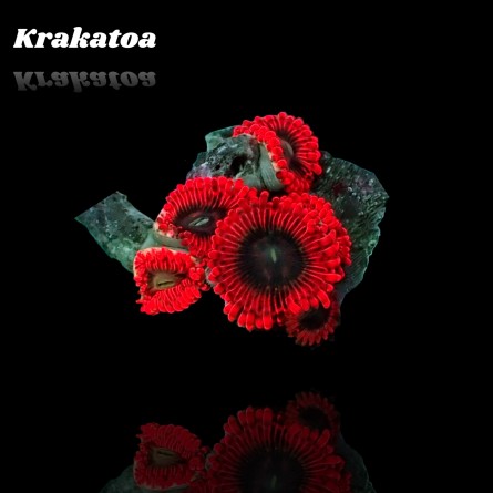 Zoanthus Krakatoa Frag S-size
