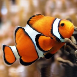Amphiprion Percula - Orange clownfish