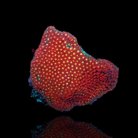 Goniopora sp - Short Polyp - sp Red-Yellow  M-size