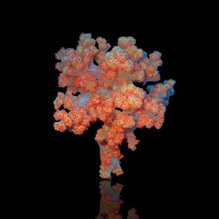 Dendronephthya Orange - Cauliflower Soft Coral