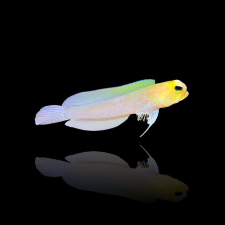 Opistognathus Aurifrons - Yellowhead Jawfish (M)