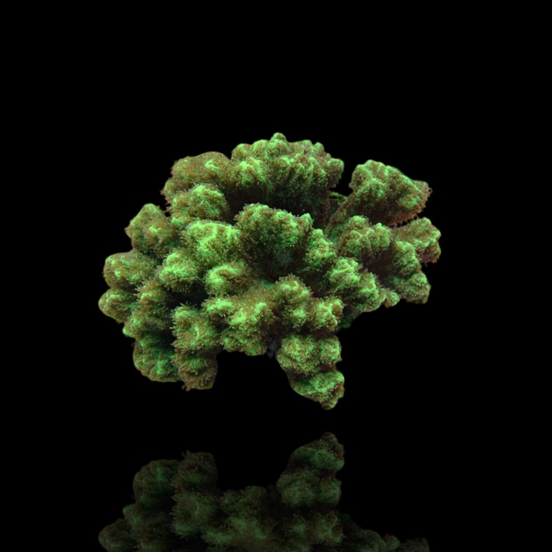 Hydnophora spp Green - Horn Coral - Australie