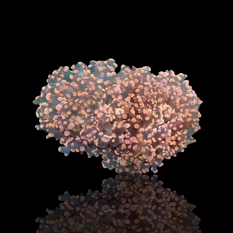 Euphyllia Paradivisa Orange - Frogspawn Coral Orange - (per head)