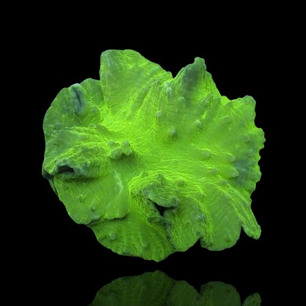 Sinularia Dura Green - Cabbage Leather Coral