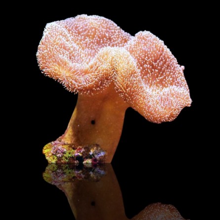 Sarcophyton sp. - Toadstool Mushroom