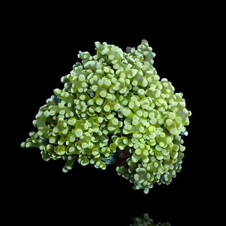 Euphyllia Divisa - Frogspawn - Green M-size