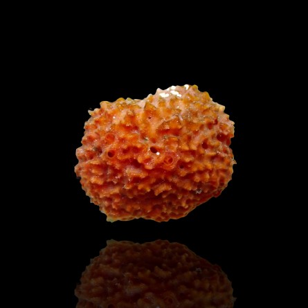 Acanthella Cavernosa - Orange Bee Sponge