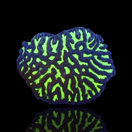 Platygyra sp Green