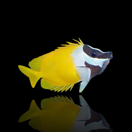 Siganus Vulpinus - Foxface Rabbitfish (M)