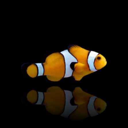 Amphiprion Percula - Orange clownfish (M)