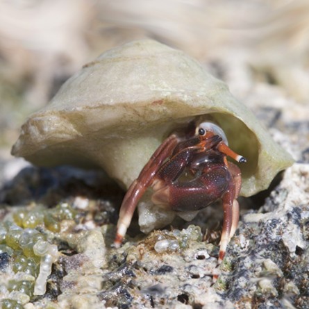 Calcinus Tibicen - Hermit Crab
