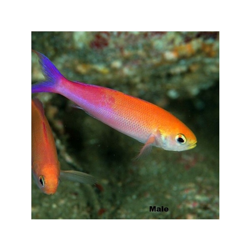 Luzonichthys Waitei - Magenta Slender Anthias