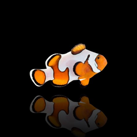 Amphiprion Ocellaris Gladiator - Gladiator Clownfish