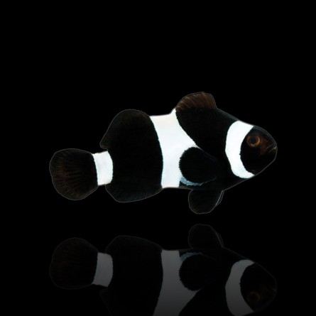 Amphiprion Ocellaris Black - Black Clowfish