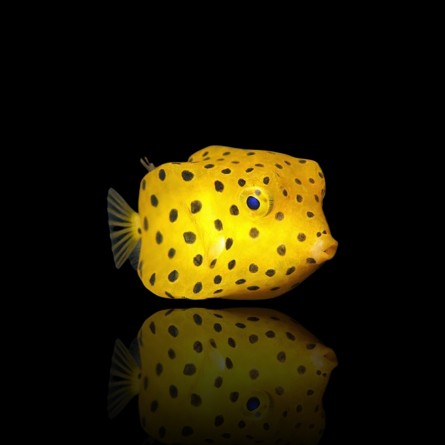Ostracion Cubicus - Cubicus Boxfish (S)