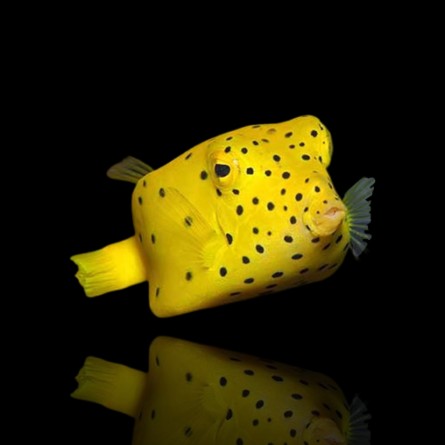 Ostracion Cubicus - Cubicus Boxfish  M-size (3-5cm)
