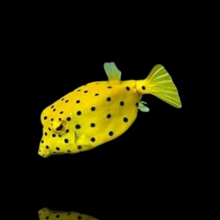 Ostracion Cubicus - Cubicus Boxfish - L (5-8cm)