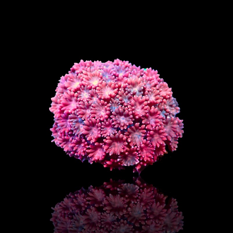Goniopora sp - Flower Pot Coral - pink / red -  S- size