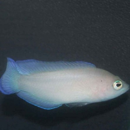Pseudoplesiops Typus - Ring Eyed Dottyback