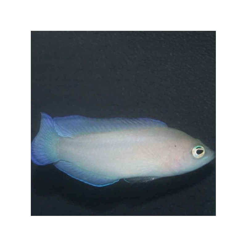 Pseudoplesiops Typus - Ring Eyed Dottyback
