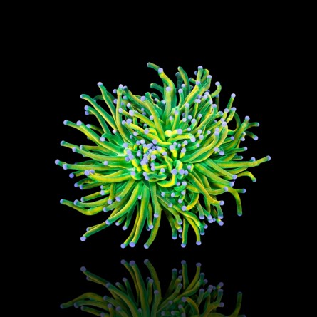 Euphyllia Glabrescens Holy Grail